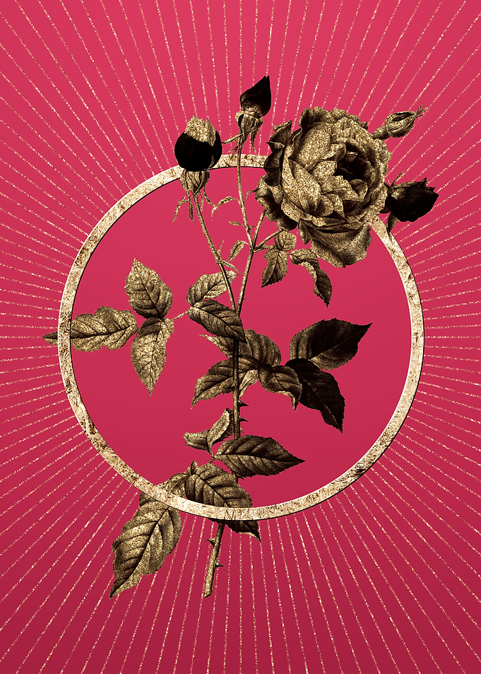 Viva Magenta Provence Rose