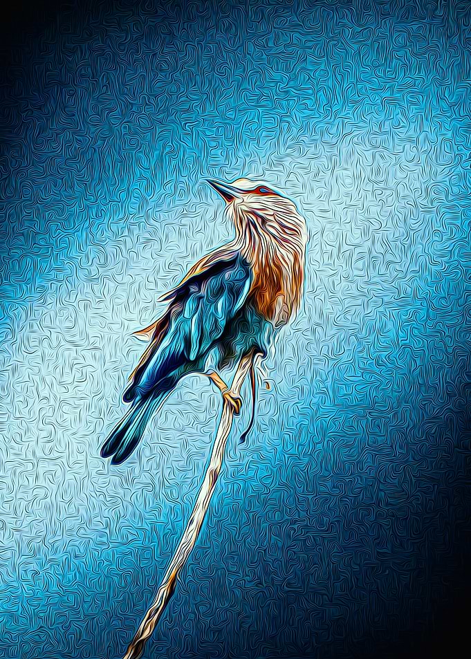 Bird