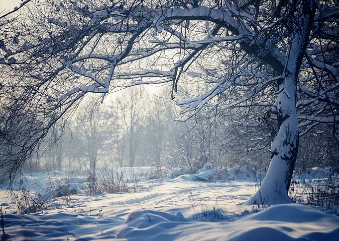 Winter trees in the park