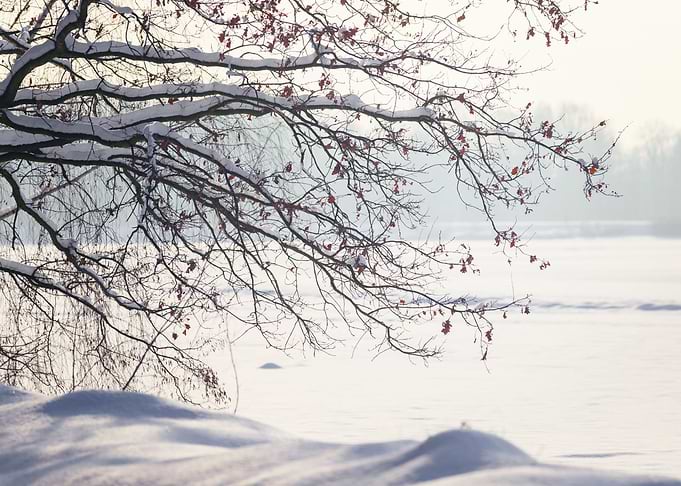 Winter alley in the park