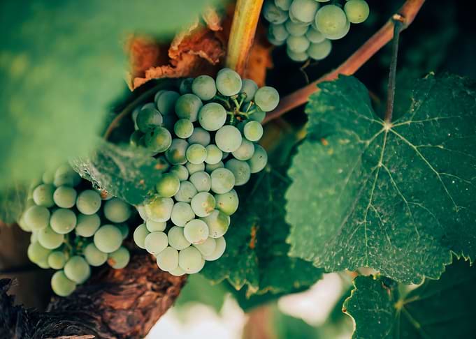 Green Grapes