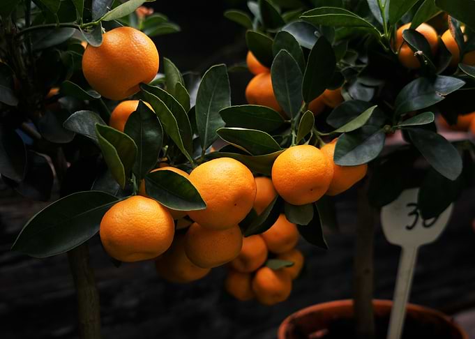 Orange Trees