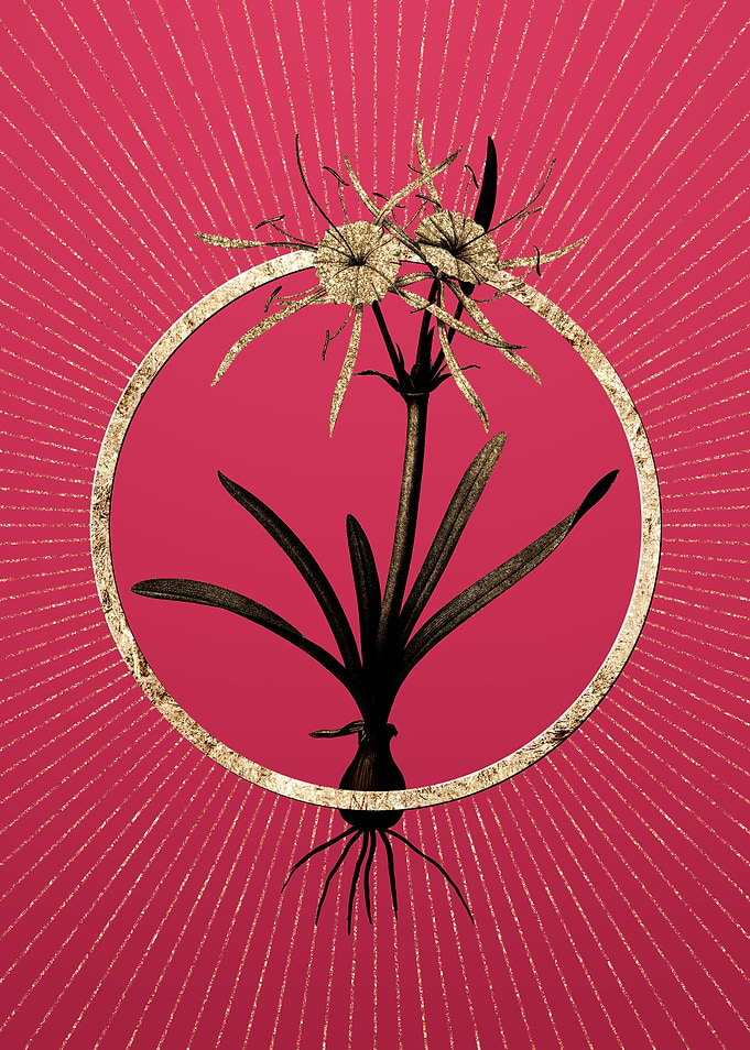Gold Streambank Spiderlily