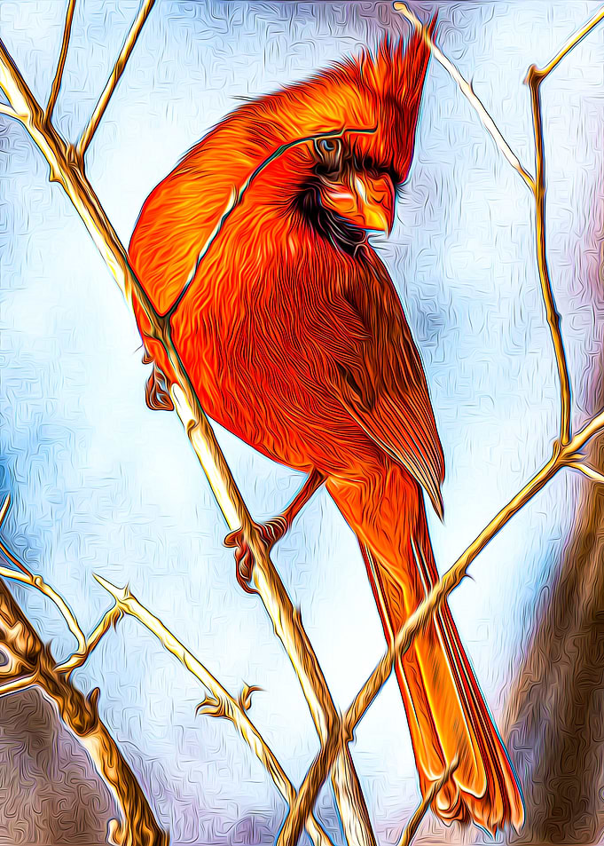 Cardinal