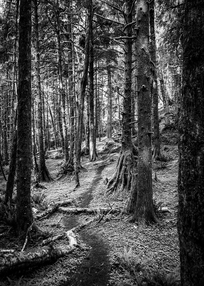Oregon Coast PNW Forest
