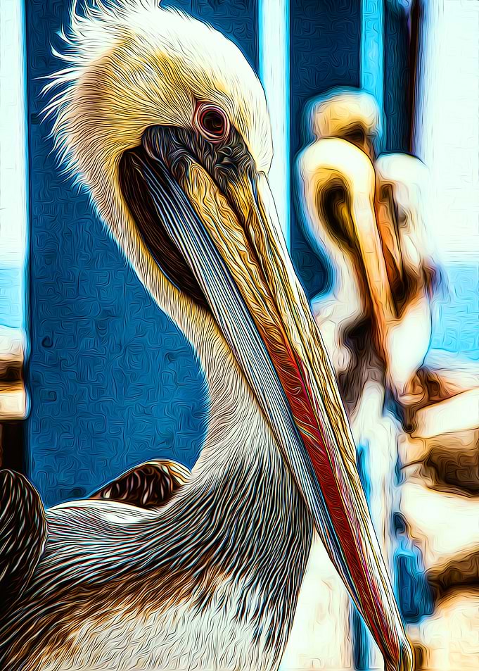 Pelican