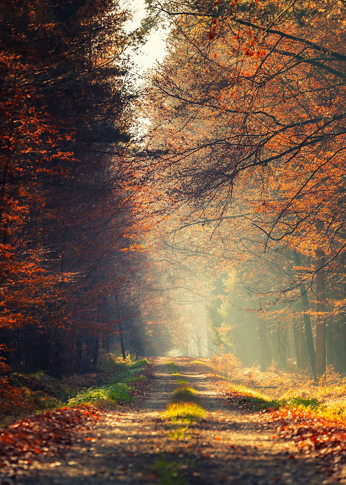 Autumn path, forest, trees