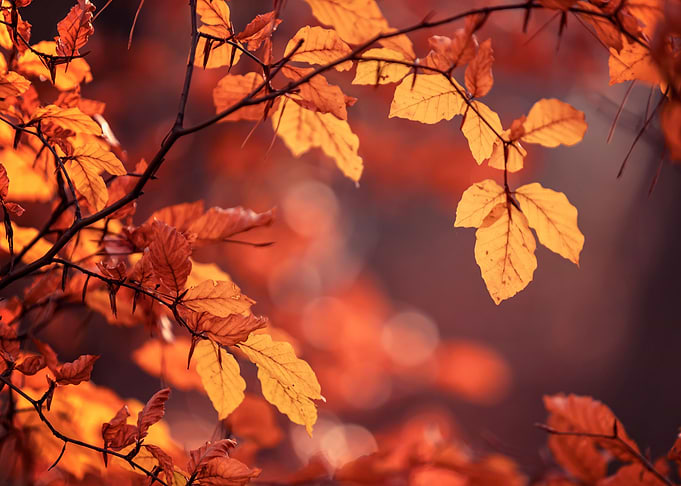 Autumn leaves in forest