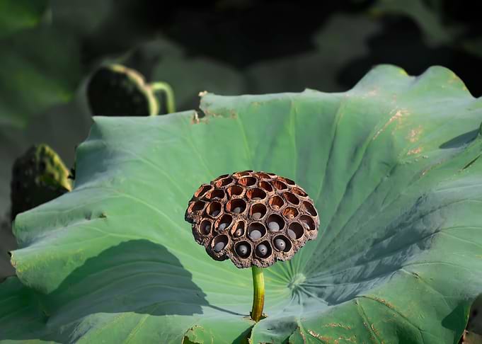 lotus pod