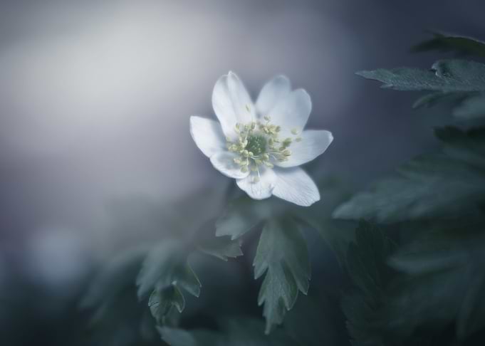 White anemone,macro flower