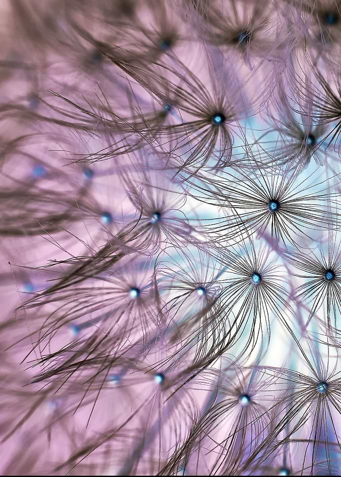 dandelion