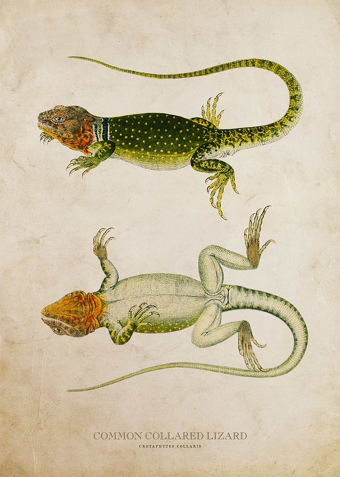 Common collared lizard