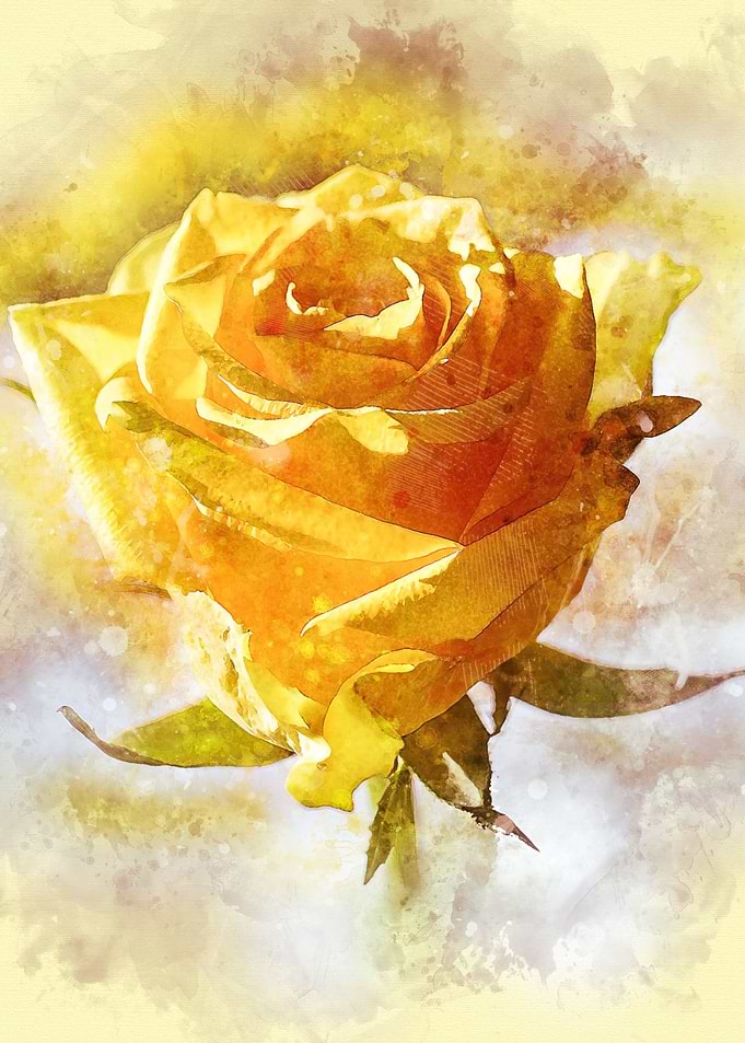 rose