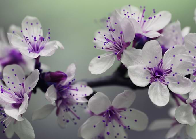 purple flowers
