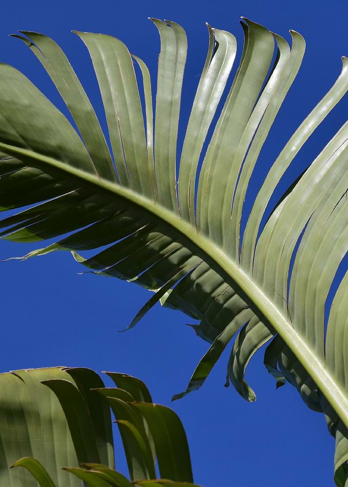 banana leaves