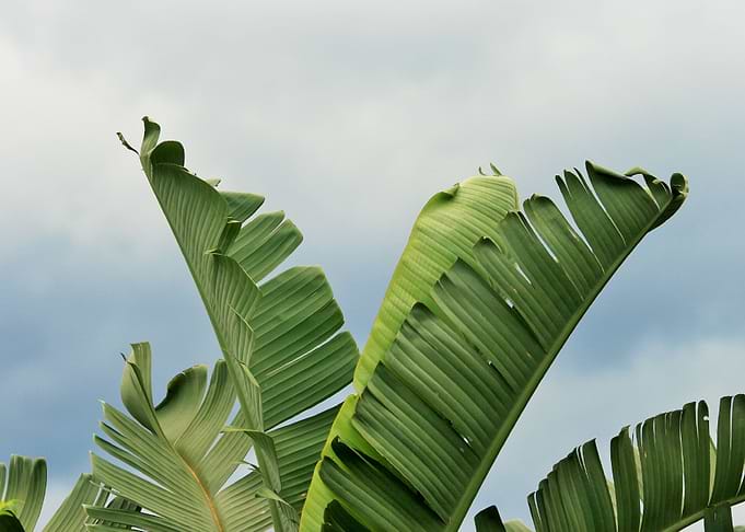 leaves banana