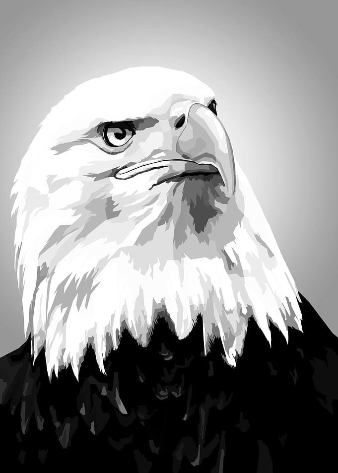 Eagle Black and white