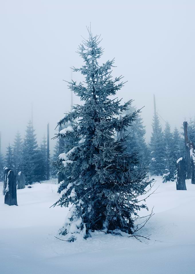 Bavarian Winter