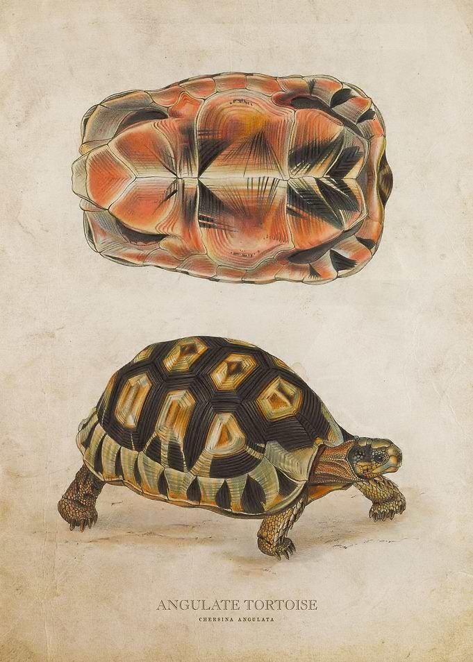 Angulate tortoise