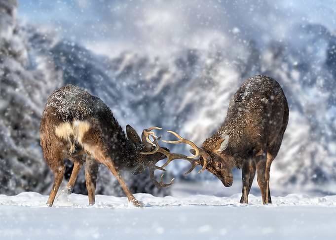 Two deers