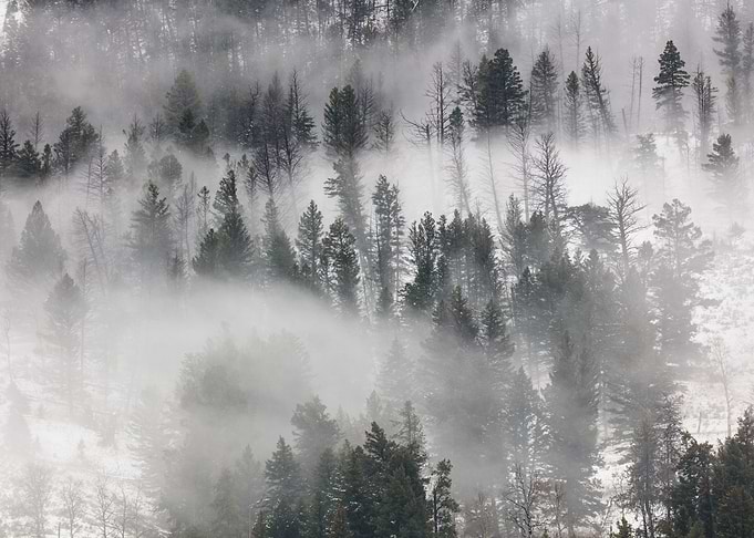 Foggy Trees