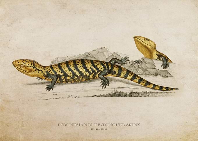 Indonesian Lizard
