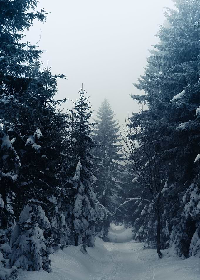 Bavarian Forest in Winter