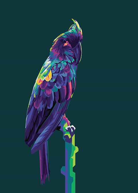 Black parot bird