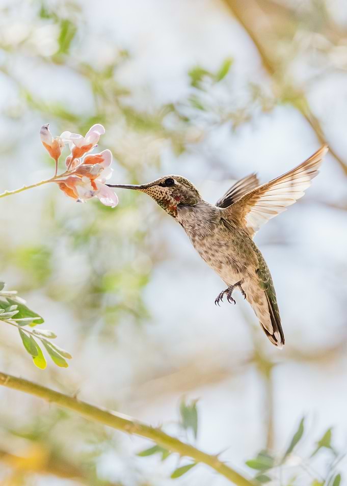 Gathering Nectar