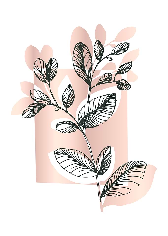 Minimalist Eucalyptus