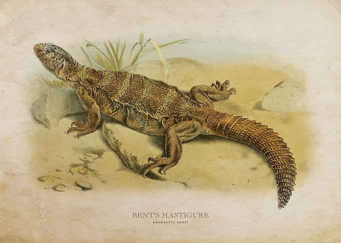 Bents Mastigure Lizard
