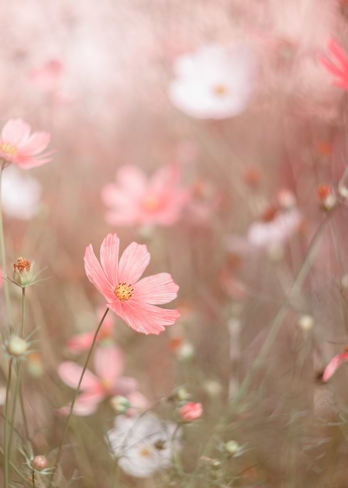 Pastel summer meadow