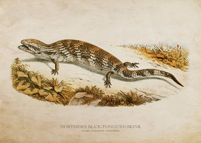 Blue Tongued Skink