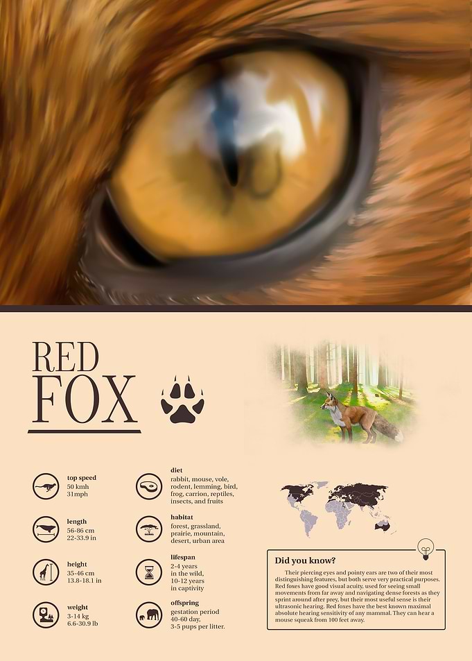 Red Fox