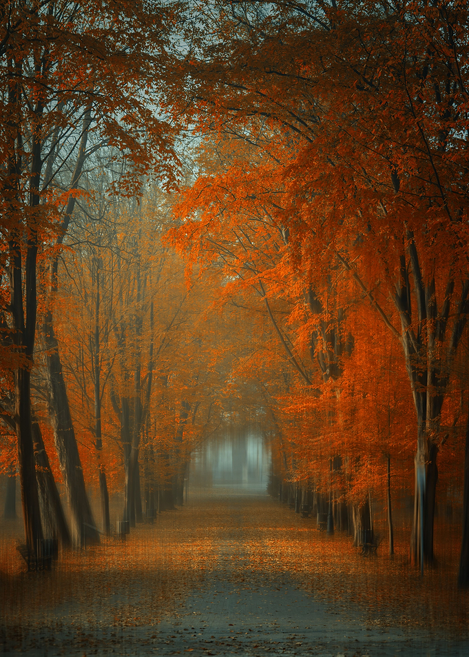 Autumn path, park, trees
