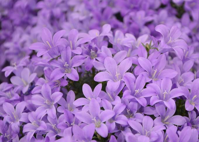 flower field