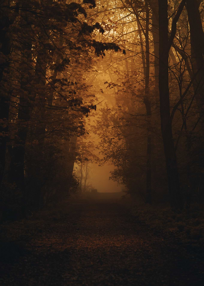 Dark Forests