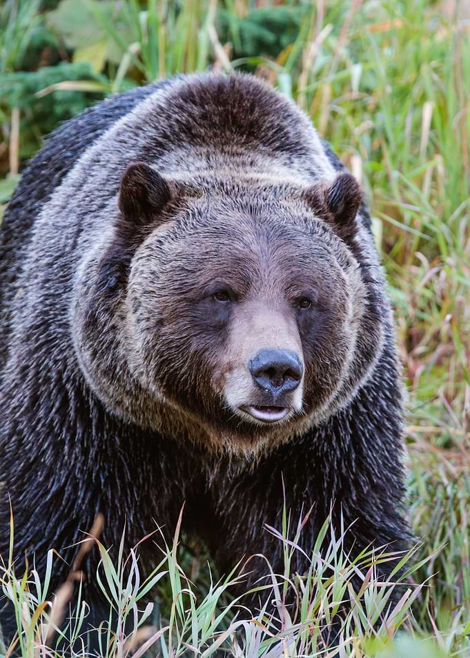 Grizzly Bear Canada