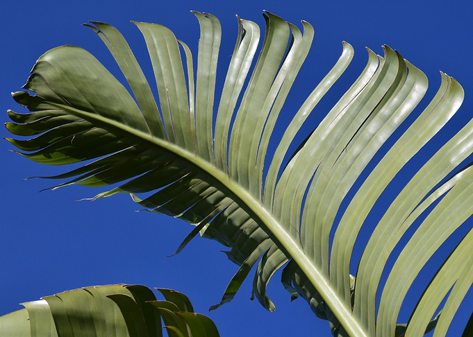 banana leaves