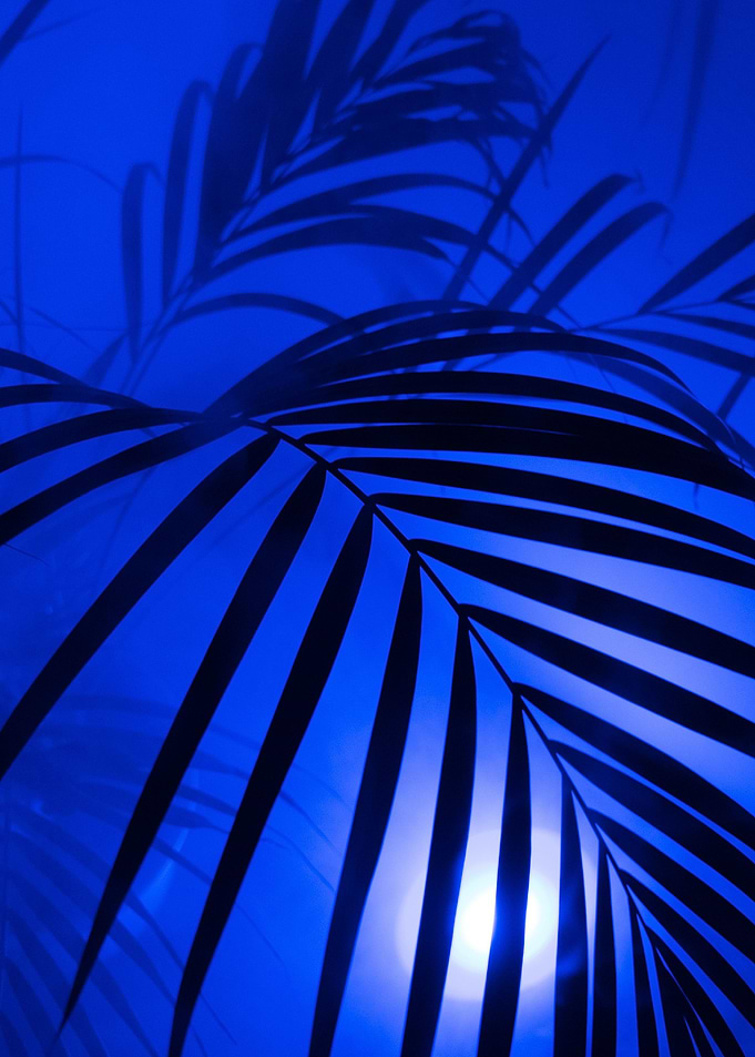palm tree night
