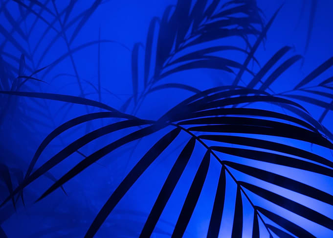 palm tree night