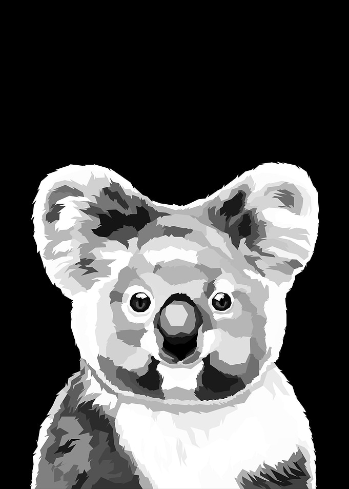 Koala Black and white