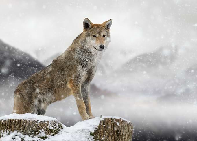 Timber wolf