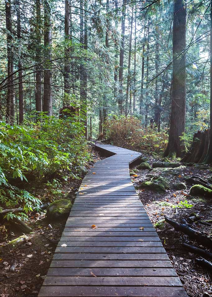 Boardwalk in the forest