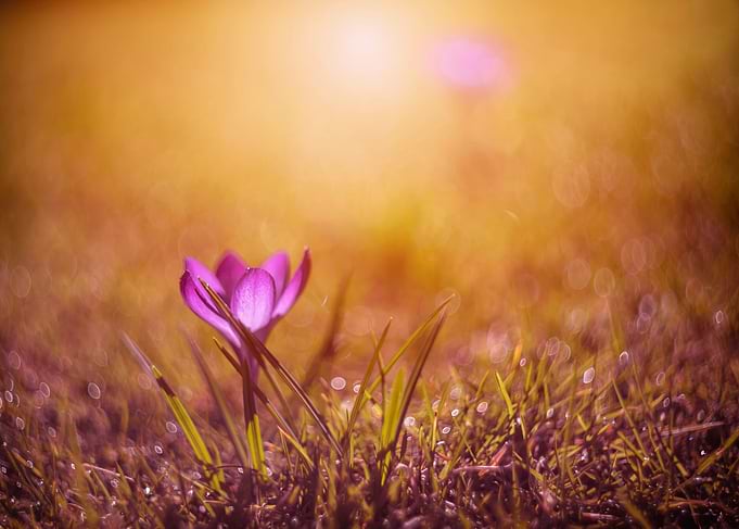 Pink crocuses, macro