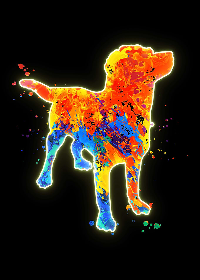 Labrador Dog