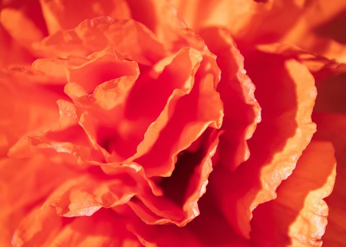 Poppy Patterns