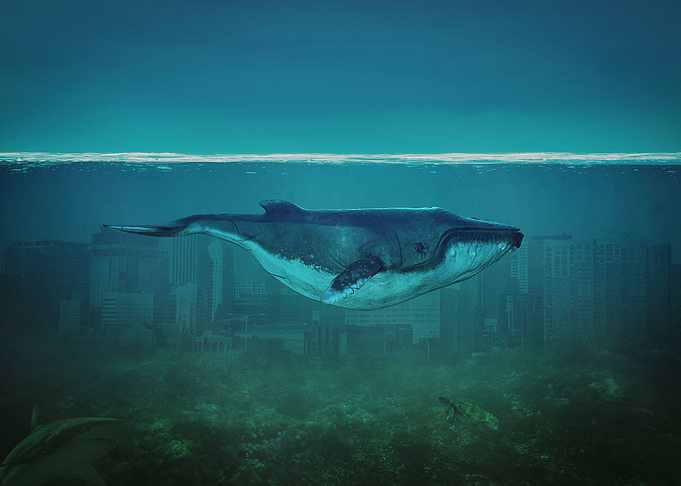 Blue Whale