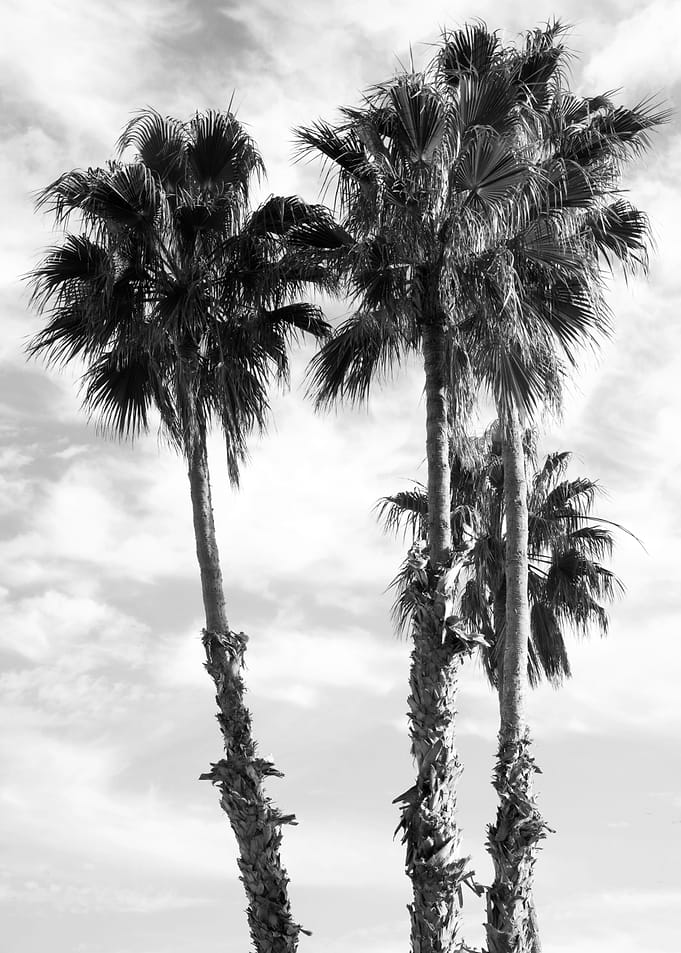 Palm Trees Black White 1