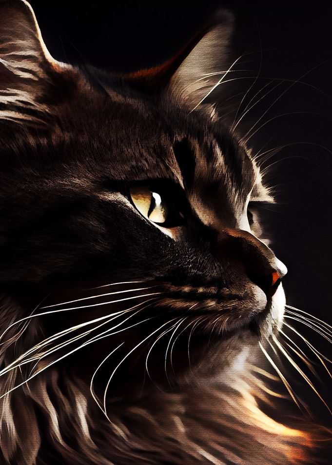 Black Cat